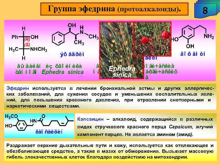 Группа эфедрина (протоалкалоиды). 8 Ephedra sinica Эфедрин используется в лечении бронхиальной астмы и других