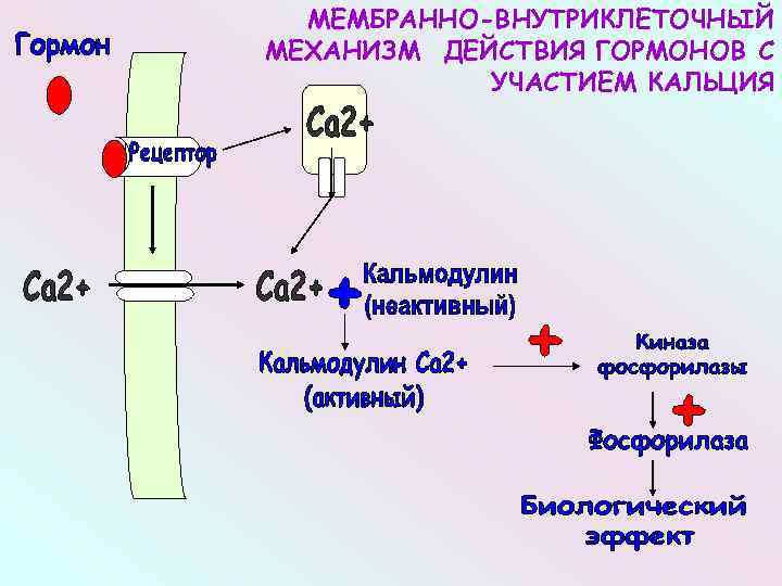 Схема внутриклеточной рецепции гормонов для которых характерен внутриклеточный тип рецепции