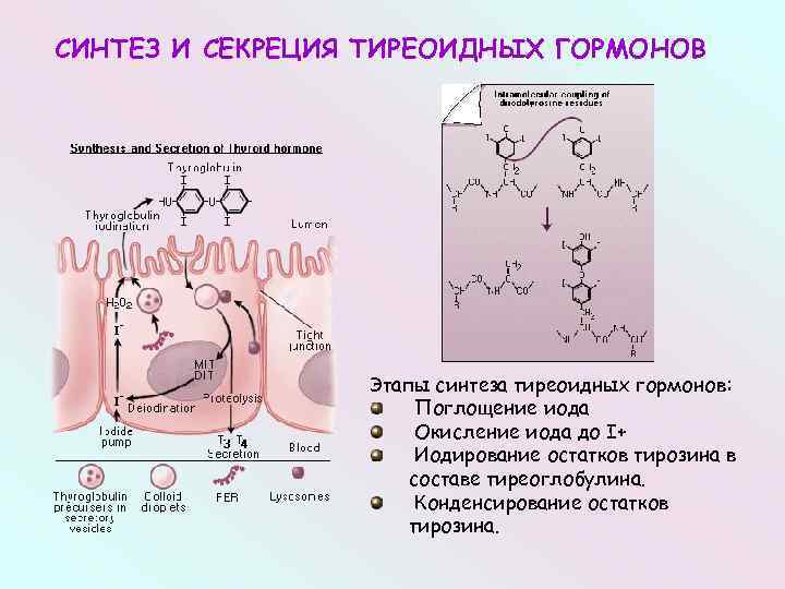Периоду синтеза. Синтез тиреоидных гормонов. Синтез тиреоидных гормонов из тирозина. Синтез и секреция тиреоидных гормонов. Синтез и секреция тиреоидных гормонов этапы.