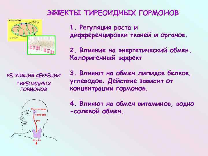 ЭФФЕКТЫ ТИРЕОИДНЫХ ГОРМОНОВ 1. Регуляция роста и дифференцировки тканей и органов. 2. Влияние на