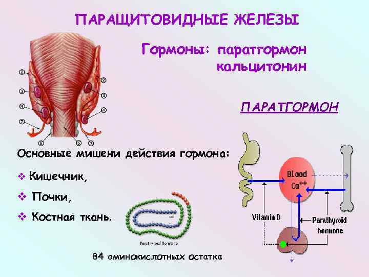 Железы список