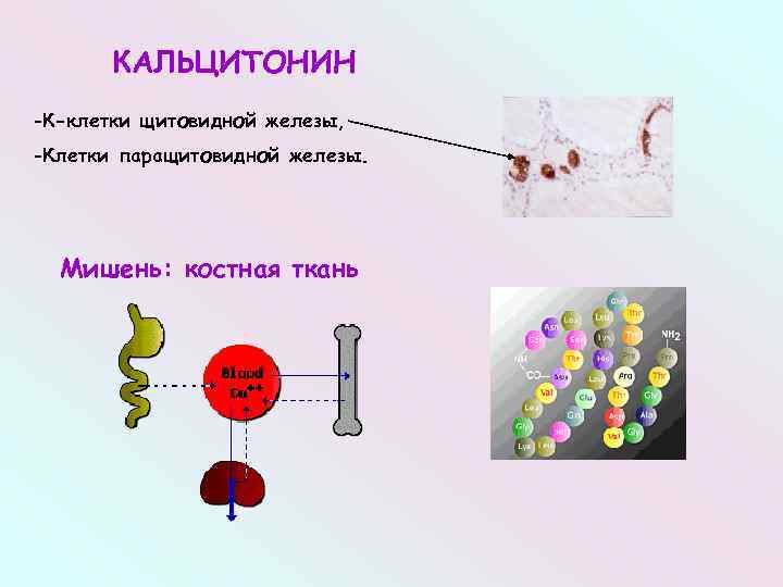 Кальцитонин щитовидной железы. Кальцитонин функции гормона. Тиреокальцитонин клетки мишени. Функция кальцитонина в организме. Кальцитонин тиреокальцитонин функция.