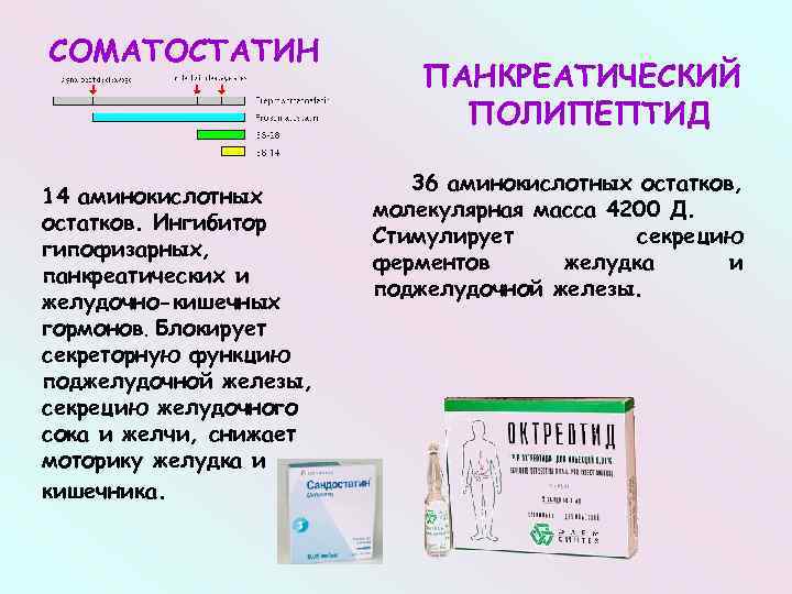 СОМАТОСТАТИН 14 аминокислотных остатков. Ингибитор гипофизарных, панкреатических и желудочно-кишечных гормонов. Блокирует секреторную функцию поджелудочной