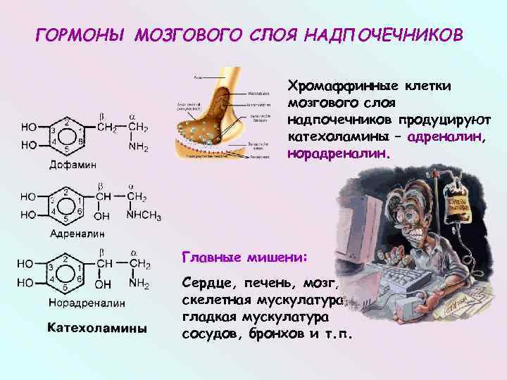 Гормон мозгового