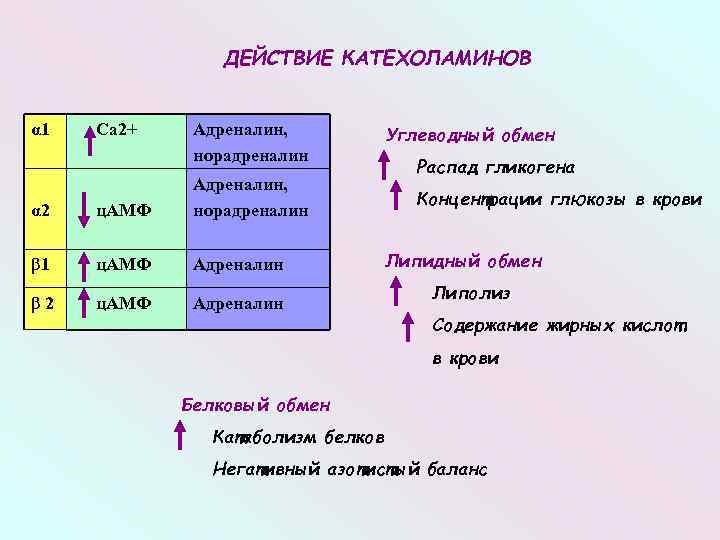 ДЕЙСТВИЕ КАТЕХОЛАМИНОВ α 1 Са 2+ Адреналин, норадреналин α 2 ц. АМФ Адреналин, норадреналин