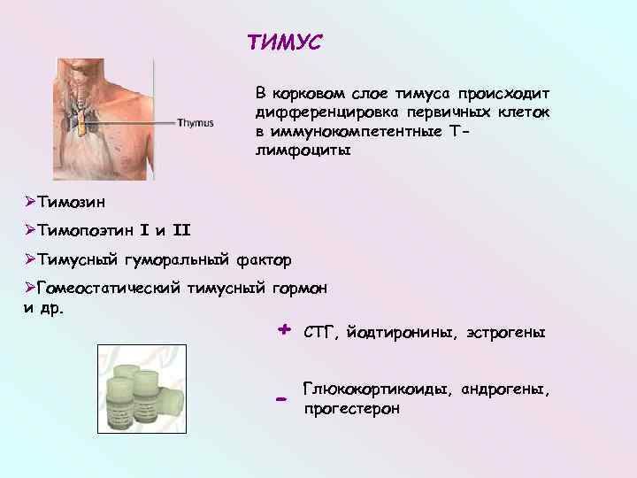 ТИМУС В корковом слое тимуса происходит дифференцировка первичных клеток в иммунокомпетентные Тлимфоциты ØТимозин ØТимопоэтин