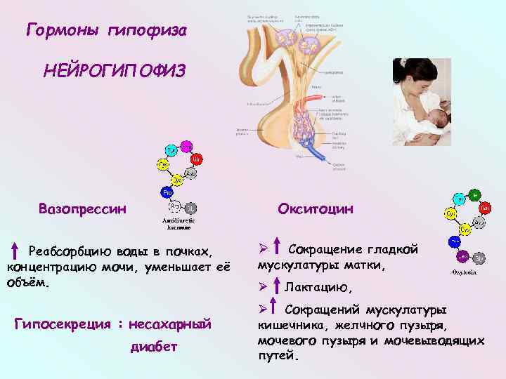 Гормон вазопрессин презентация