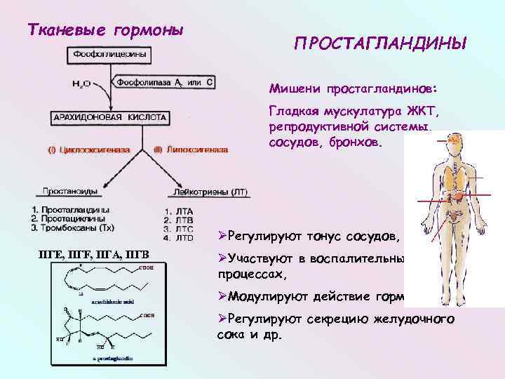 Тканевые гормоны презентация