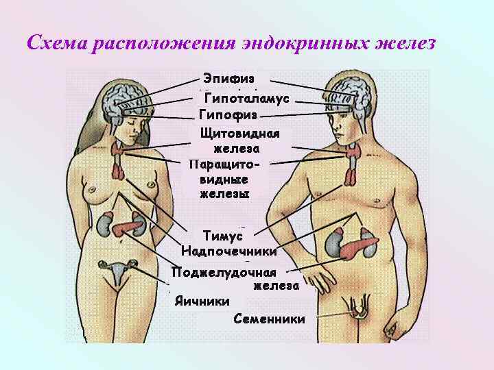 Схема расположения эндокринных желез 
