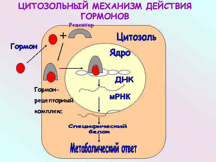 Мембранный механизм действия гормонов схема