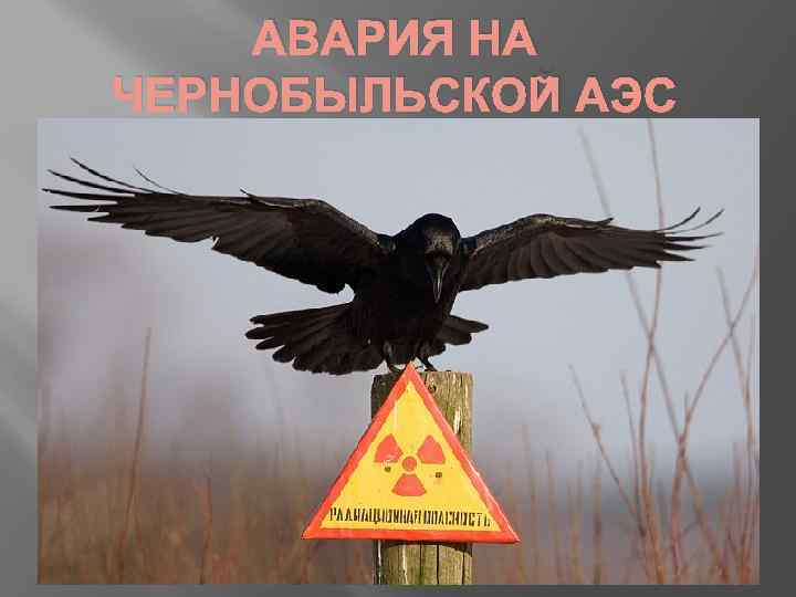 АВАРИЯ НА ЧЕРНОБЫЛЬСКОЙ АЭС 