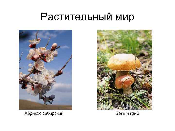 Растительный мир Абрикос сибирский Белый гриб 