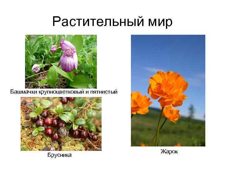 Растительный мир Башмачки крупноцветковый и пятнистый Брусника Жарок 