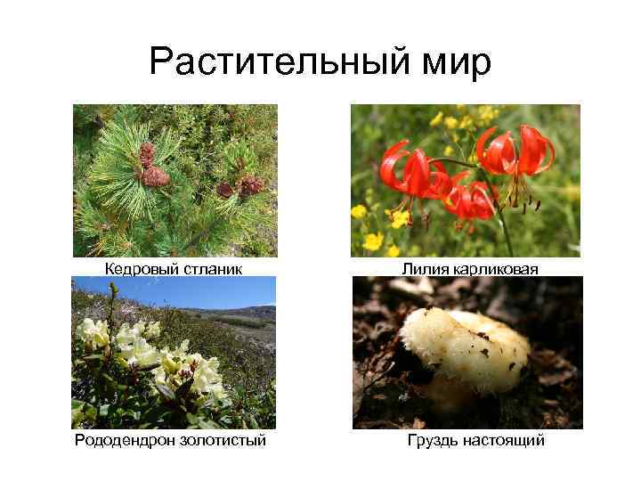 Растительный мир Кедровый стланик Рододендрон золотистый Лилия карликовая Груздь настоящий 