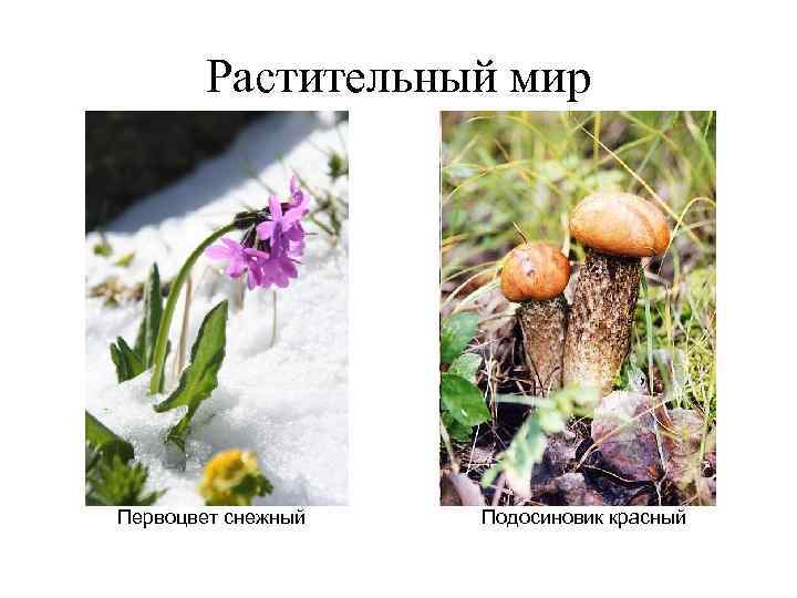 Растительный мир Первоцвет снежный Подосиновик красный 
