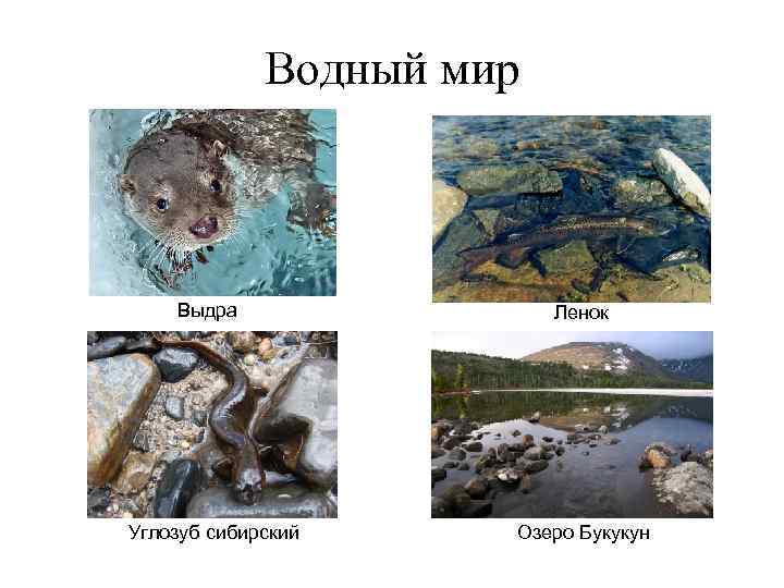 Водный мир Выдра Углозуб сибирский Ленок Озеро Букукун 