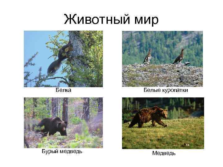 Животный мир Белка Бурый медведь Белые куропатки Медведь 