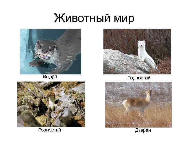 Животный мир Выдра Горностай Дзерен 