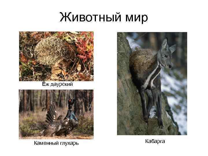 Животный мир Ёж даурский Каменный глухарь Кабарга 