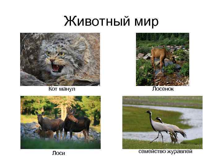 Животный мир Кот манул Лоси Лосенок семейство журавлей 