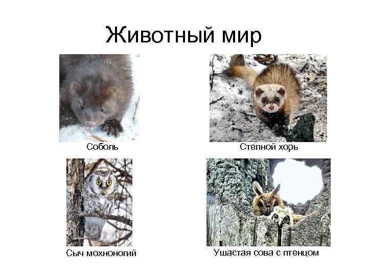 Животный мир Соболь Степной хорь Сыч мохноногий Ушастая сова с птенцом 