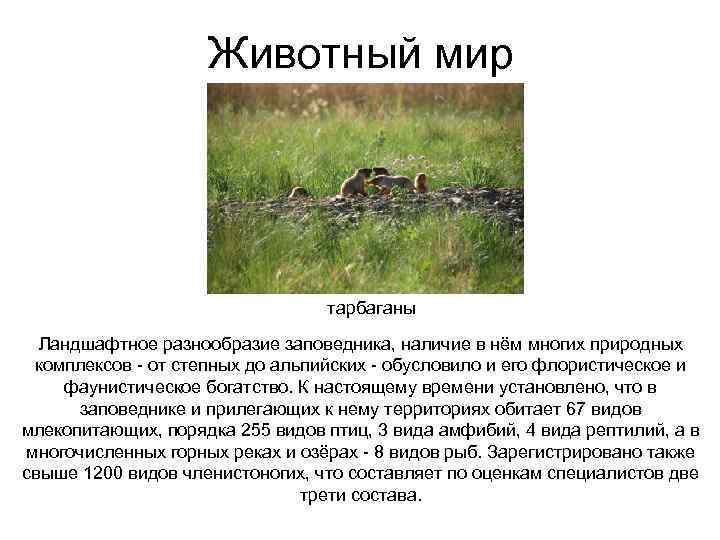 Животный мир тарбаганы Ландшафтное разнообразие заповедника, наличие в нём многих природных комплексов - от