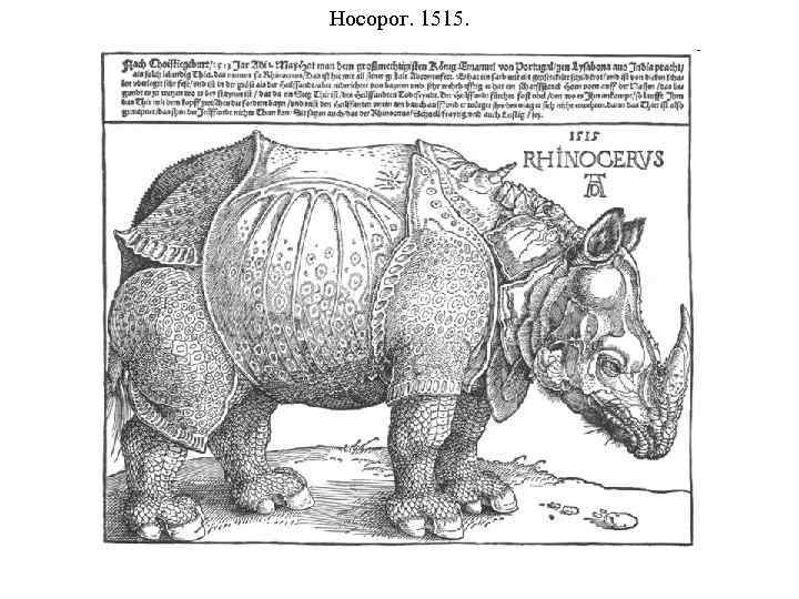 Носорог. 1515. 