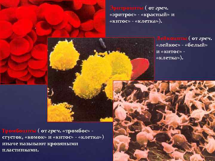 Играют роль в свертывании крови. Клетки свертывания крови. Тромбоциты свертывание крови. Клетки участвующие в свертывании крови. Функции свертывания тромбоцит клетка.