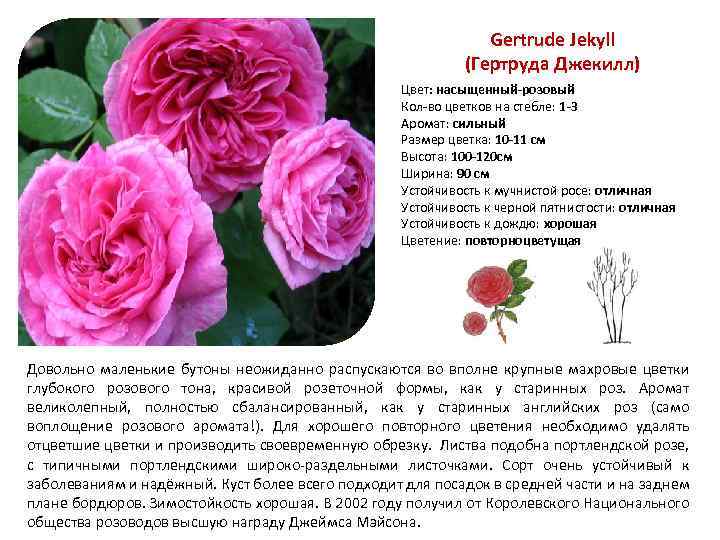 Gertrude Jekyll (Гертруда Джекилл) Цвет: насыщенный-розовый Кол-во цветков на стебле: 1 -3 Аромат: сильный