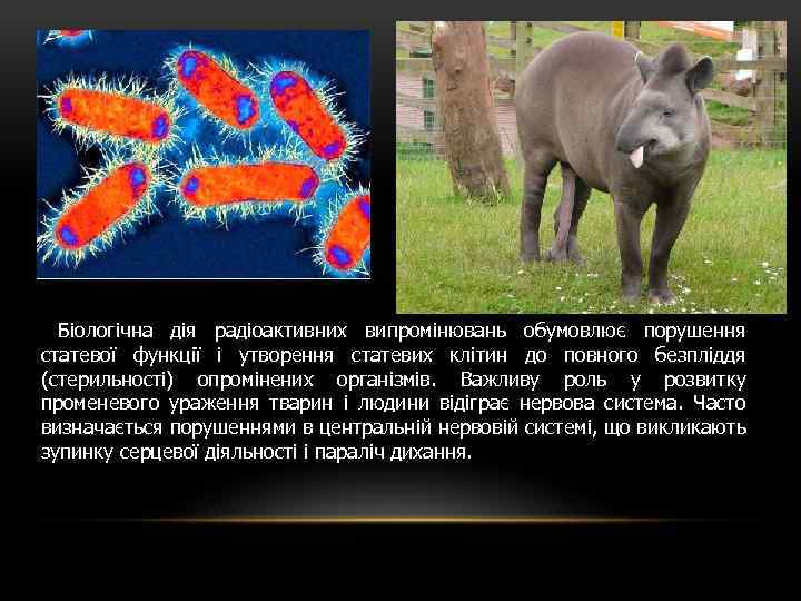 Біологічна дія радіоактивних випромінювань обумовлює порушення статевої функції і утворення статевих клітин до повного