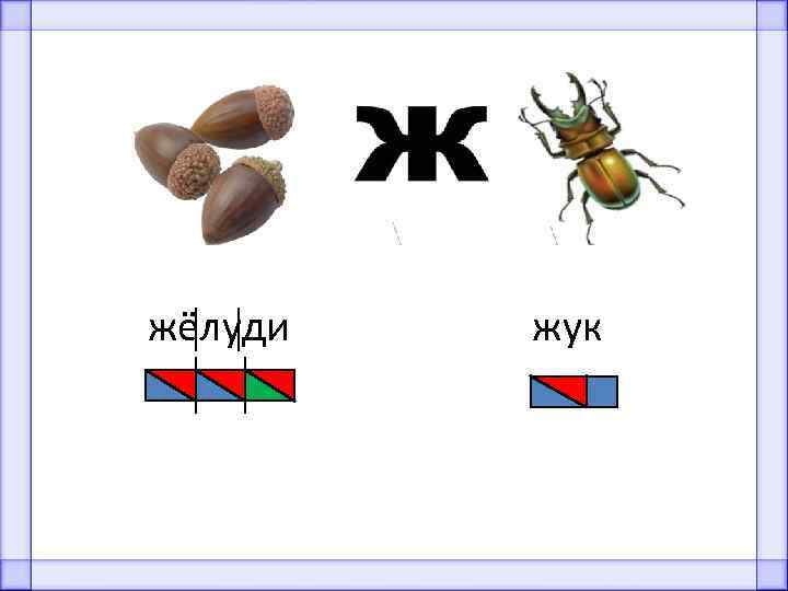 жёлуди жук 