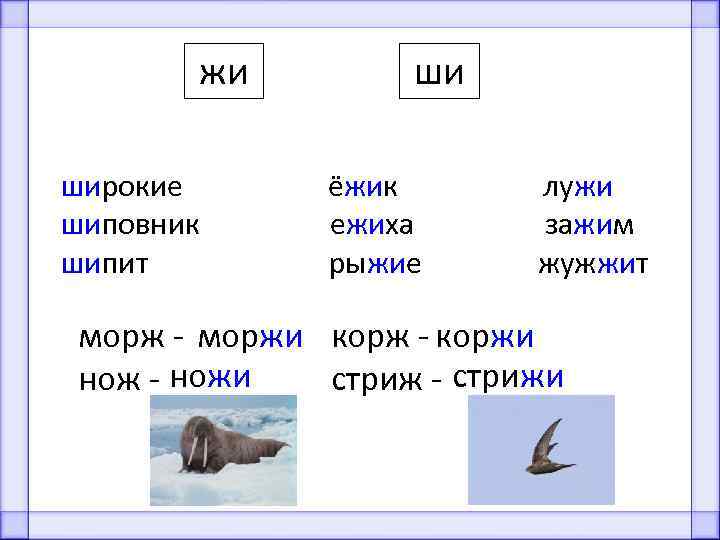 жи широкие шиповник шипит ши ёжик ежиха рыжие лужи зажим жужжит морж - моржи