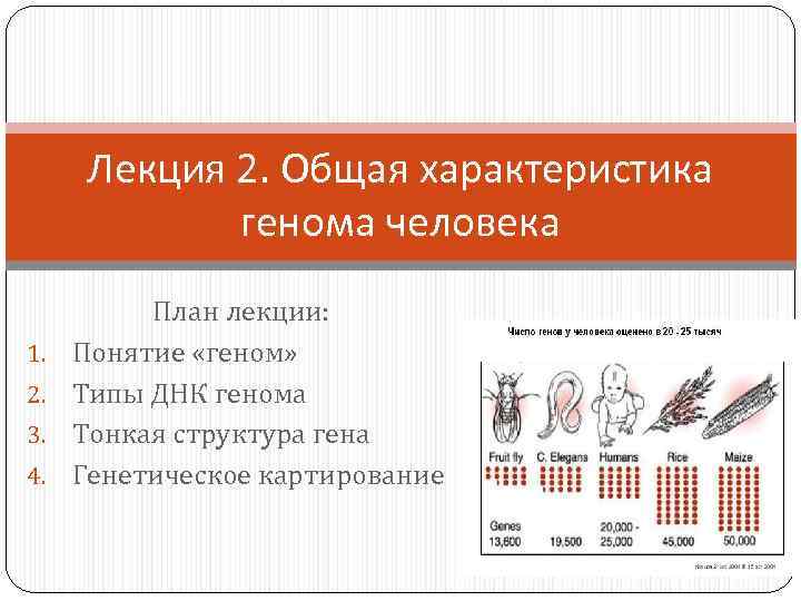 Лекция 2. Общая характеристика генома человека 1. 2. 3. 4. План лекции: Понятие «геном»