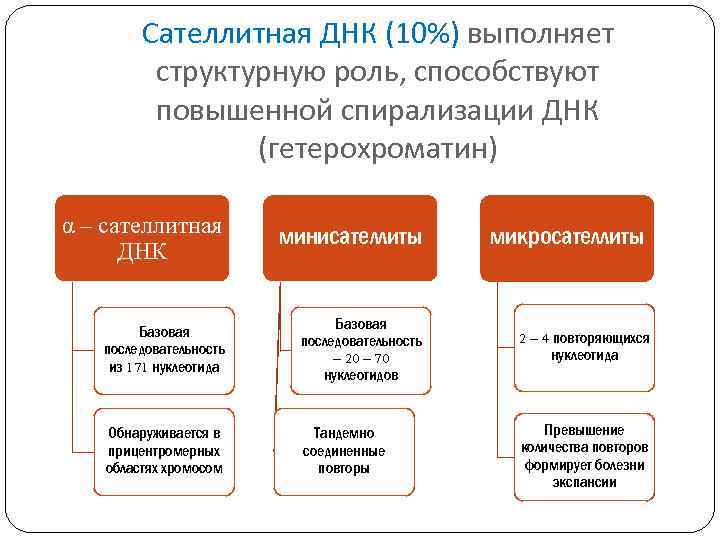 Сателлитная ДНК (10%) выполняет структурную роль, способствуют повышенной спирализации ДНК (гетерохроматин) α – сателлитная