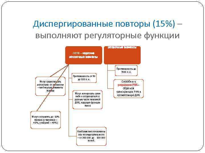 Диспергированные повторы (15%) – выполняют регуляторные функции LINE – длинные вставочные элементы SINE –