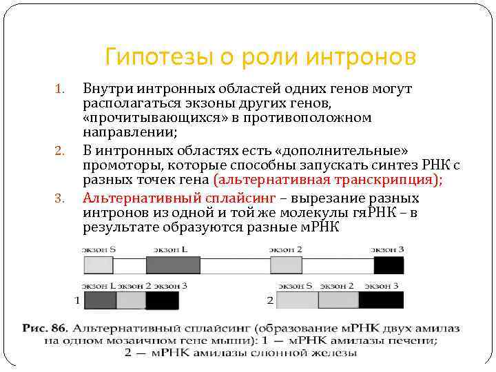 Гипотезы о роли интронов 1. 2. 3. Внутри интронных областей одних генов могут располагаться