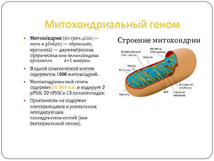 Митохондриальный геном Митохо ндрия (от греч. μίτος — нить и χόνδρος — зёрнышко, крупинка)