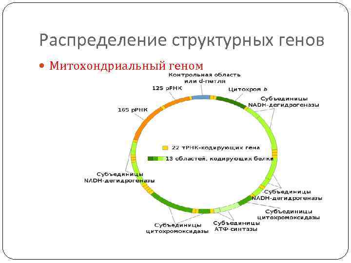 Распределение структурных генов Митохондриальный геном 