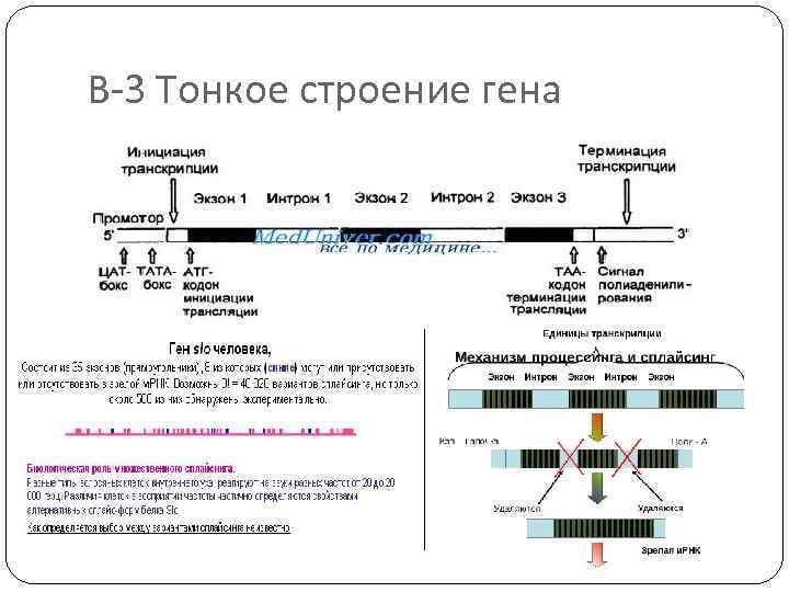 В-3 Тонкое строение гена 