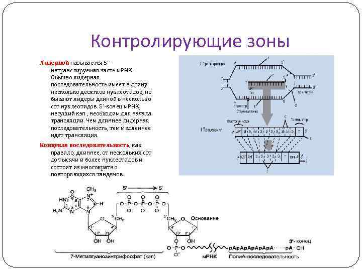 Контролирующие зоны Лидерной называется 5'нетранслируемая часть м. РНК. Обычно лидерная последовательность имеет в длину