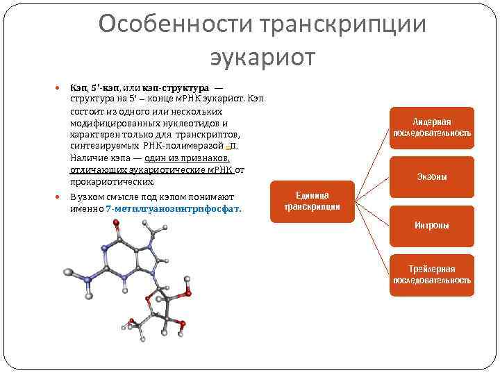 Особенности транскрипции эукариот Кэп, 5'-кэп, или кэп-структура — структура на 5’ – конце м.