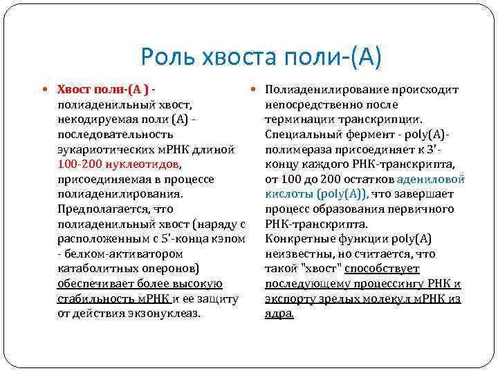 Роль хвоста поли-(А) Хвост поли-(А ) - полиаденильный хвост, некодируемая поли (А) последовательность эукариотических