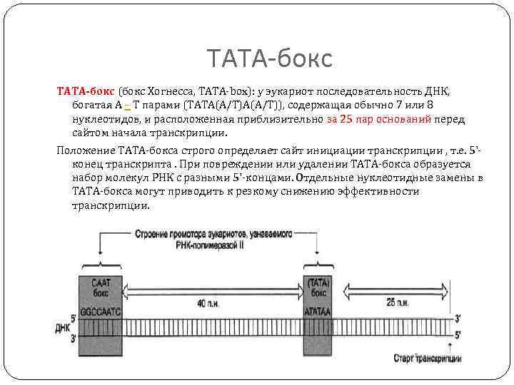 ТАТА-бокс TATA-бокс (бокс Хогнесса, TATA-box): у эукариот последовательность ДНК, богатая А – Т парами