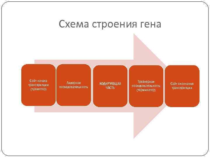 Схема строения гена Сайт начала транскрипции (промотор) Лидерная последовательность КОДИРУЮЩАЯ ЧАСТЬ Трейлерная последовательность (терминатор)