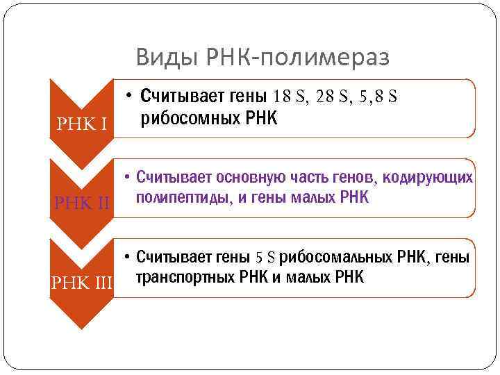 Виды РНК-полимераз • Считывает гены 18 S, 28 S, 5, 8 S рибосомных РНК