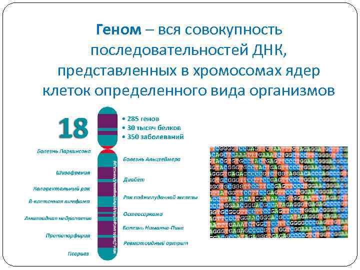 Геном – вся совокупность последовательностей ДНК, представленных в хромосомах ядер клеток определенного вида организмов