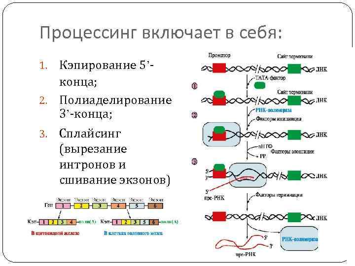 Процессинг включает в себя: Кэпирование 5’конца; 2. Полиаделирование 3’-конца; 1. 3. Сплайсинг (вырезание интронов