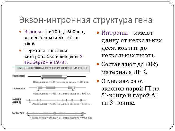 Экзон-интронная структура гена Экзоны – от 100 до 600 п. н. , их несколько