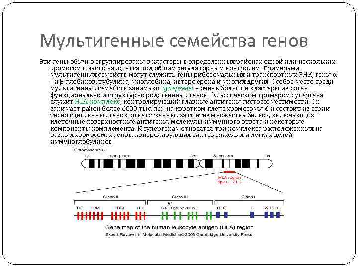 Мультигенные семейства генов Эти гены обычно сгруппированы в кластеры в определенных районах одной или