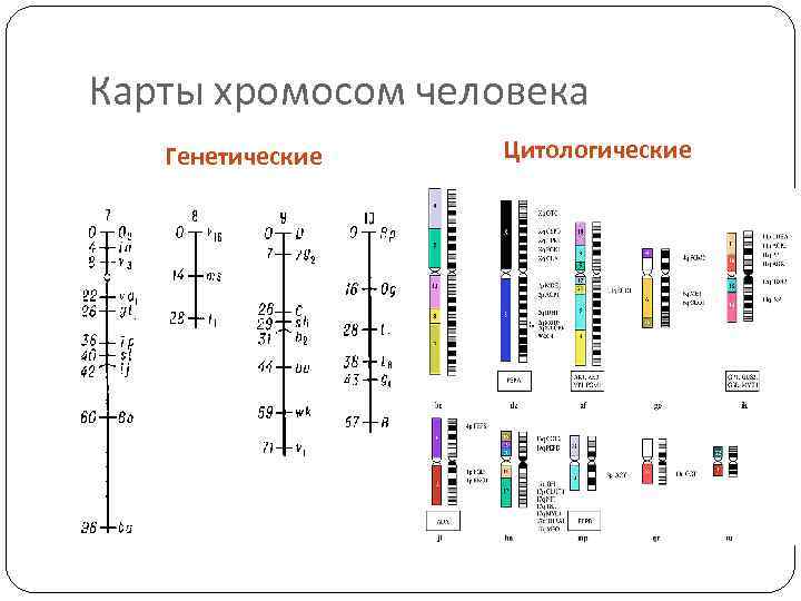 Карты хромосом человека Генетические Цитологические 